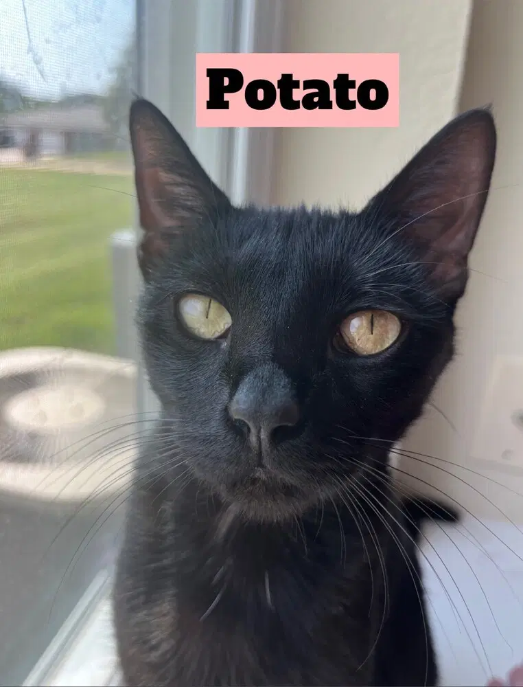 Potato - Domestic Short Hair