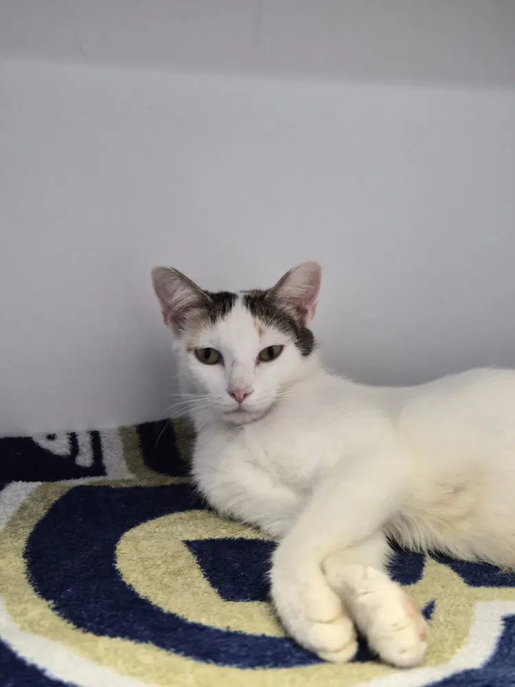 Chex Mix - Domestic Short Hair