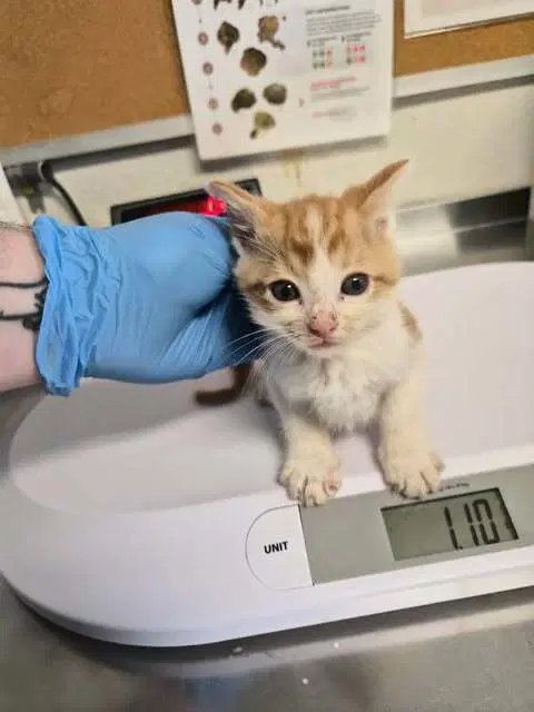 Cheddar - Domestic Short Hair