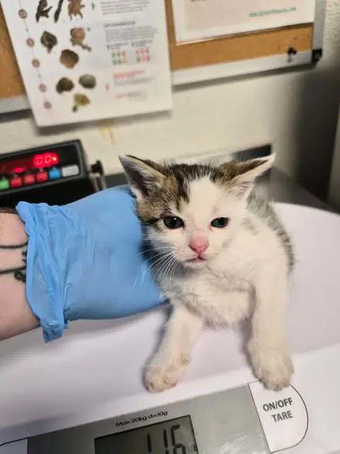 Rye Chip - Domestic Short Hair