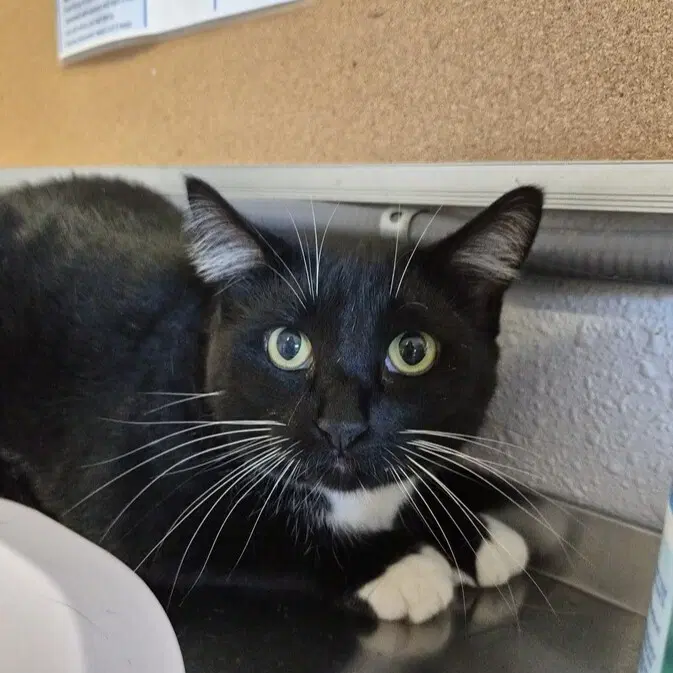 Dotte - Domestic Short Hair