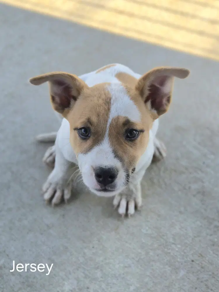 Jersey - Cattle Dog