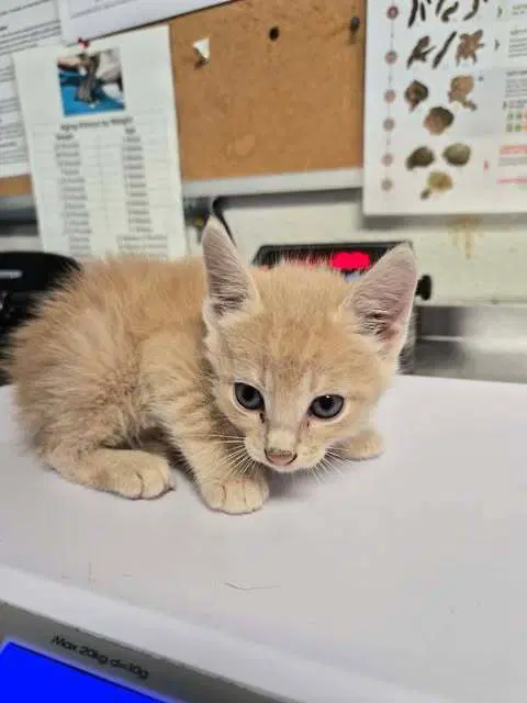 Frankenstein - Domestic Short Hair