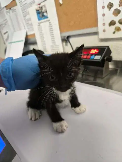 Ghost - Domestic Short Hair