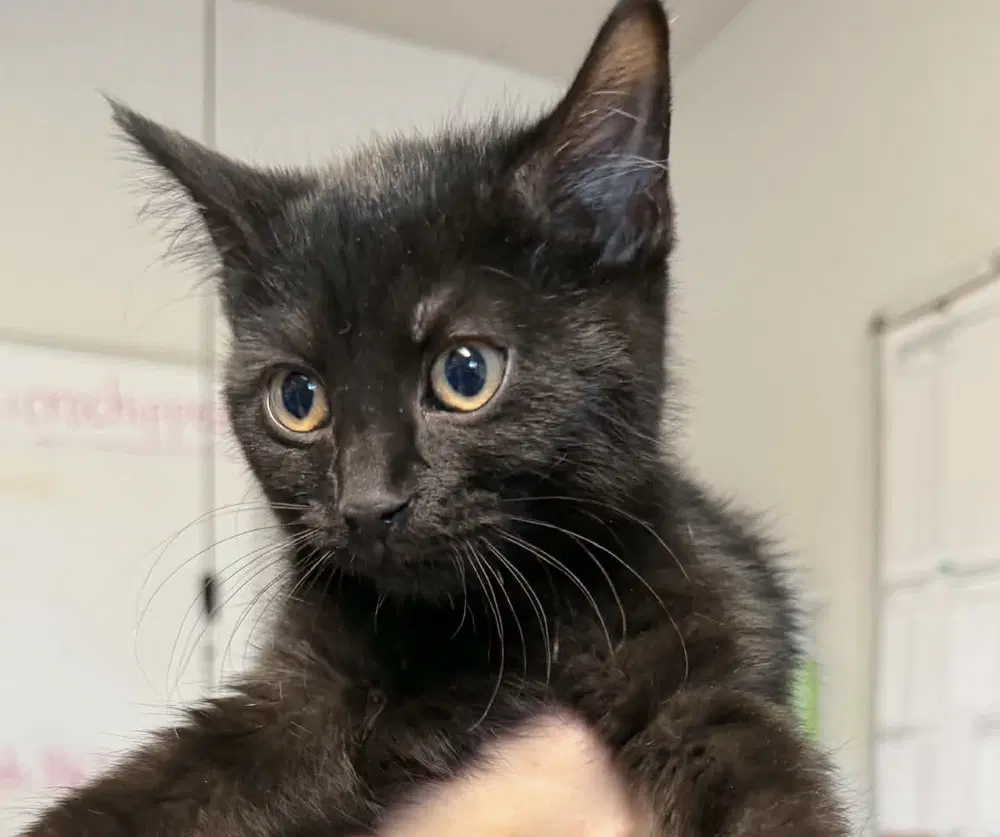 Pugsley - Domestic Short Hair