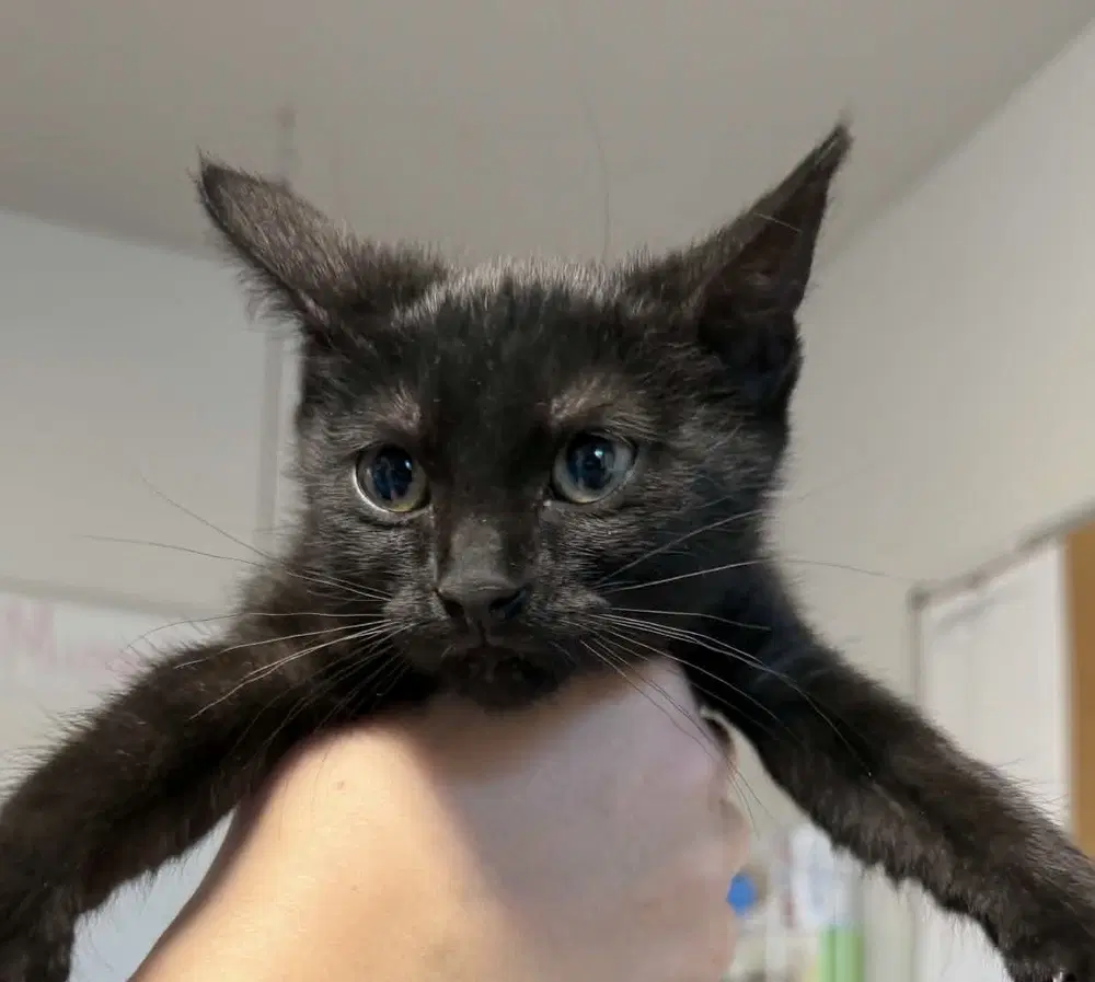 Wednesday - Domestic Short Hair