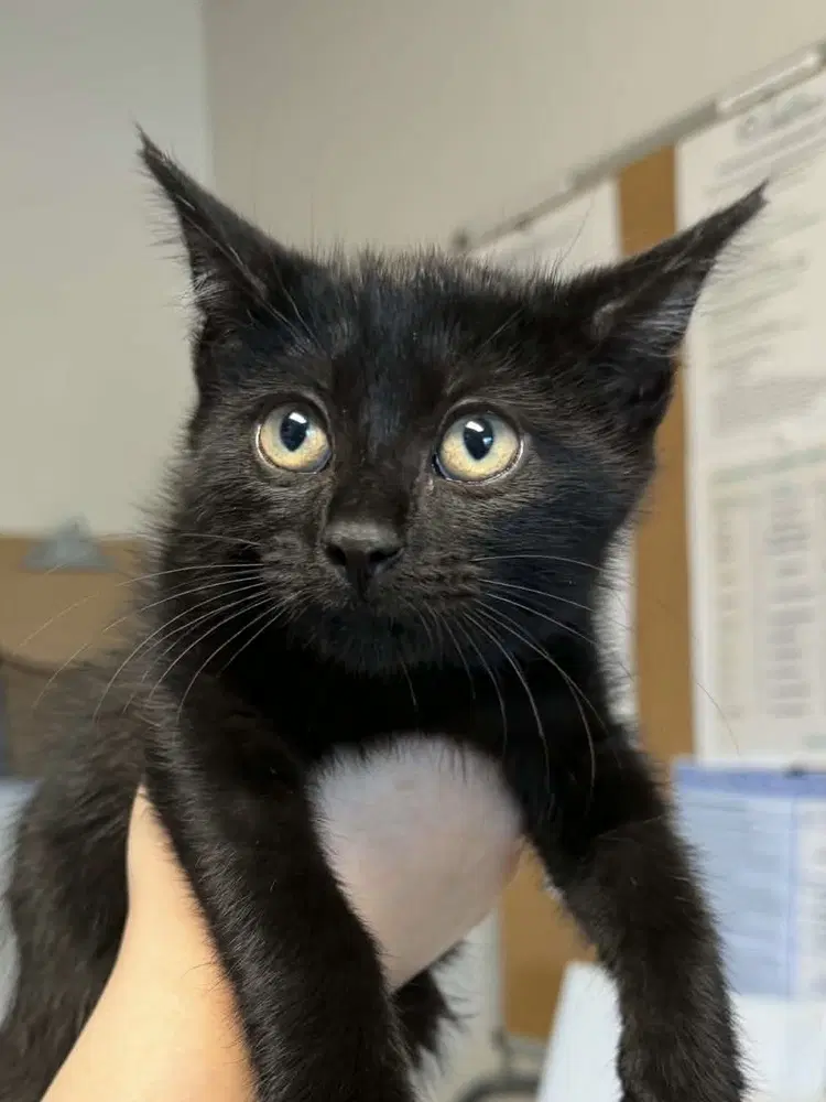 Gomez - Domestic Short Hair