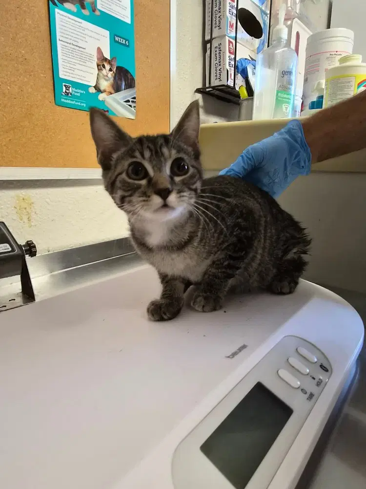 Amor - Domestic Short Hair