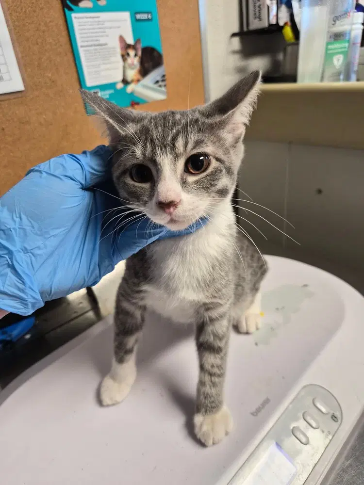 Cherie - Domestic Short Hair