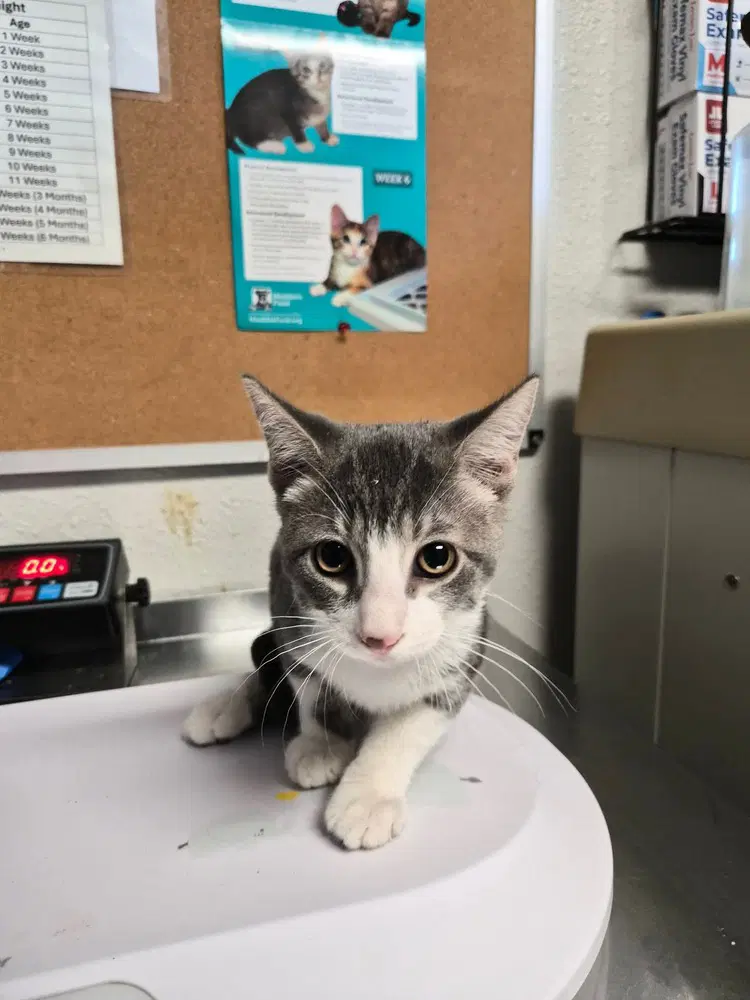 Habibi - Domestic Short Hair