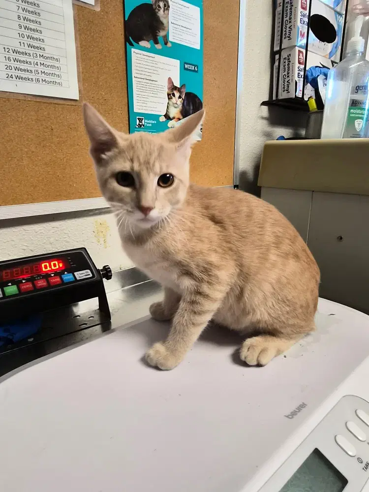 Zaychik - Domestic Short Hair