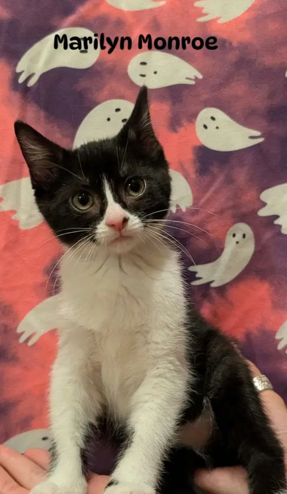 Marilyn Monroe - Domestic Short Hair