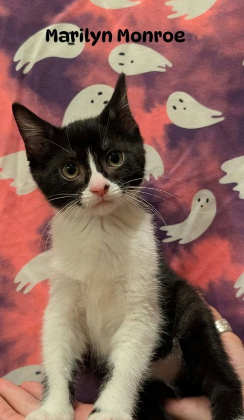 Marilyn Monroe, a female kitten up for adoption