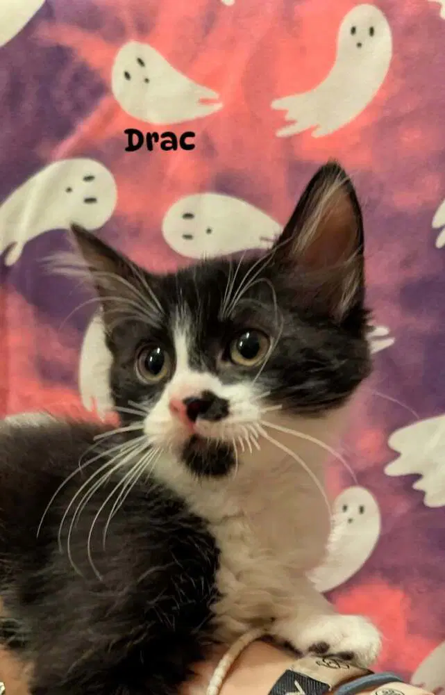 Drac - Domestic Short Hair
