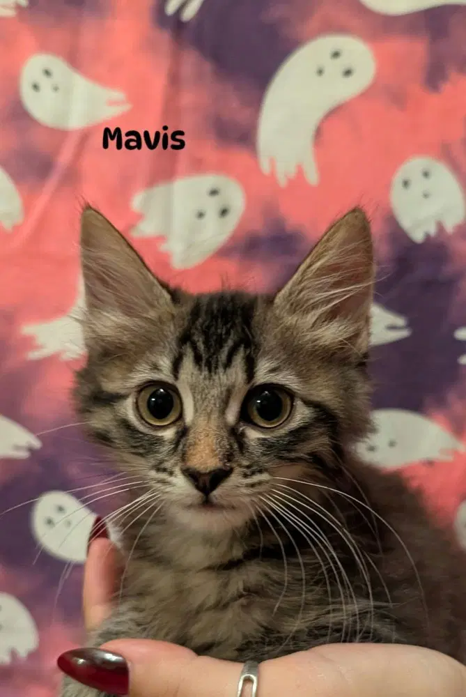 Mavis - Domestic Short Hair