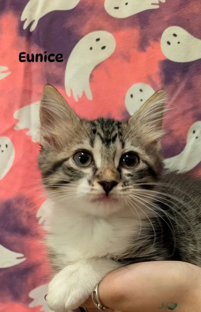 Eunice - Domestic Short Hair