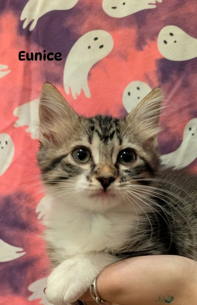 Eunice