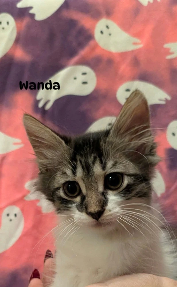 Wanda