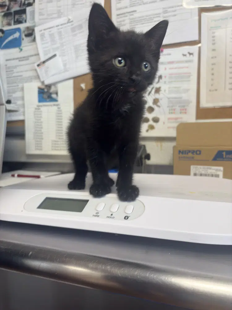 Onyx - Domestic Short Hair