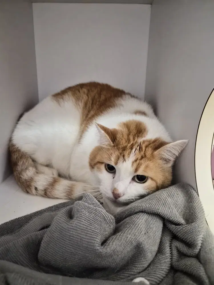 Josey - Domestic Short Hair
