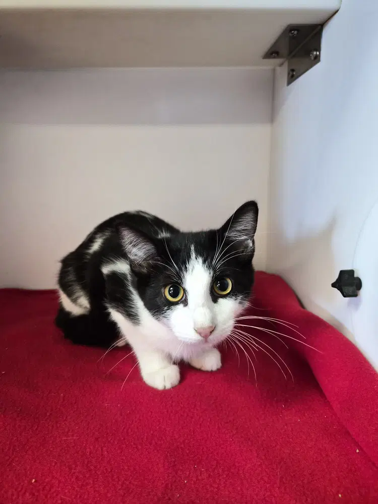 Fanboy - Domestic Short Hair