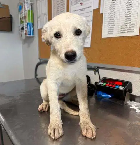 Alto - Labrador Retriever