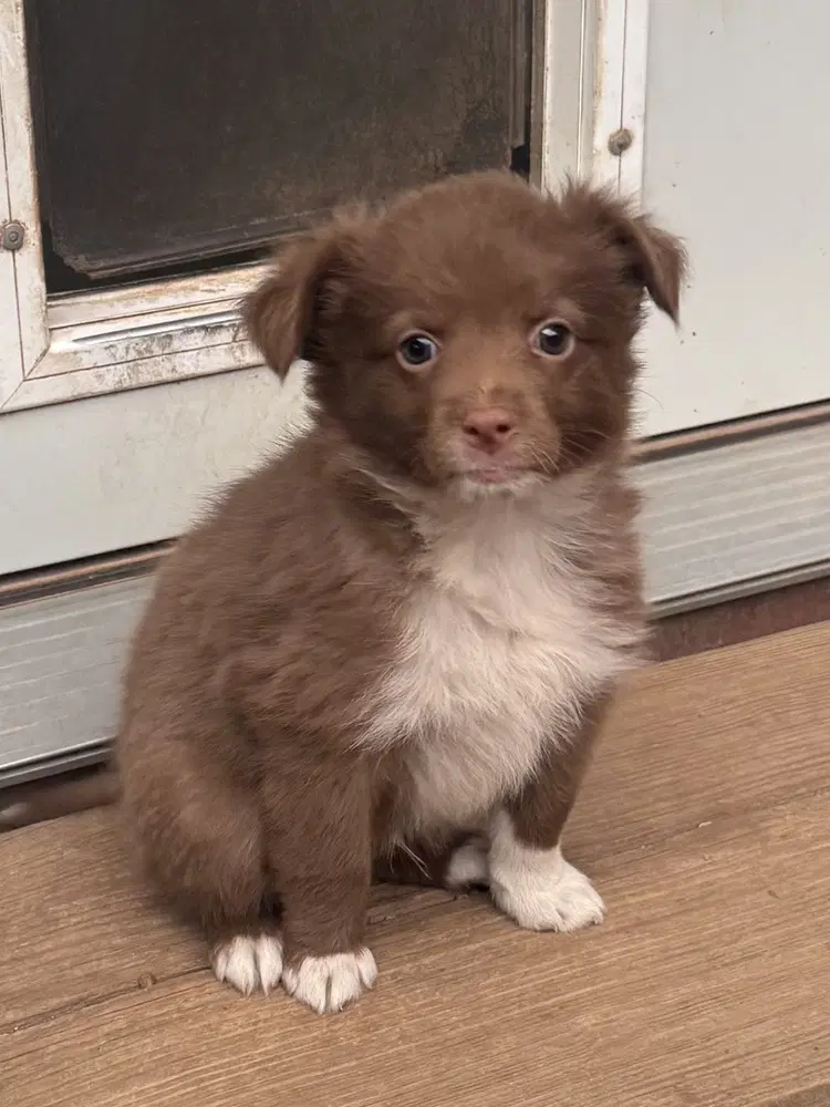 Charming - Australian Shepherd