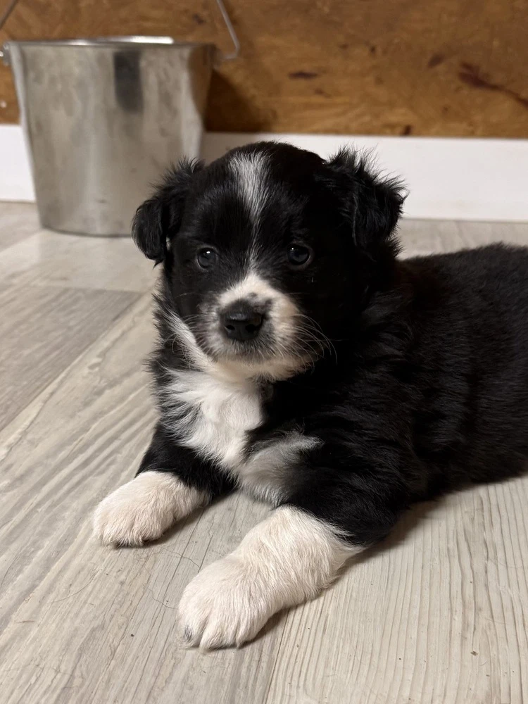 Di