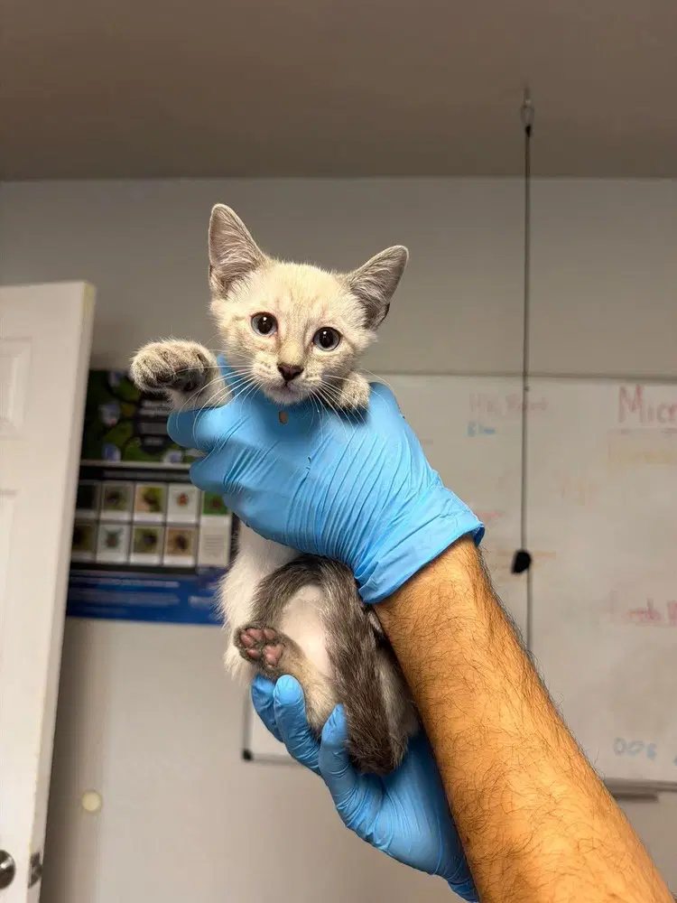 Logan - Domestic Short Hair