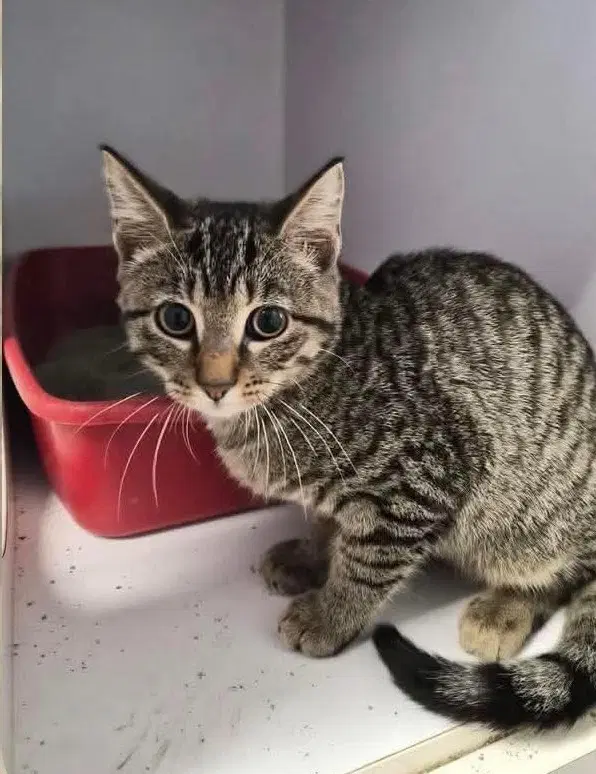 Babu - Domestic Short Hair