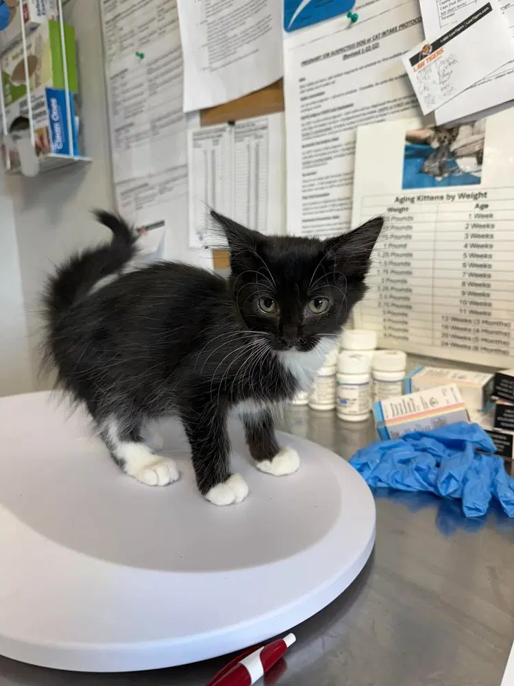Presh - Domestic Medium Hair