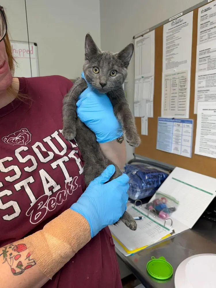 Oyster - Domestic Short Hair