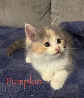 Pumpkin - Domestic Medium Hair