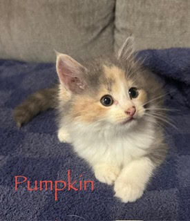 Pumpkin