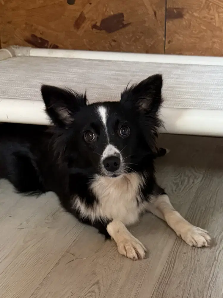 Princess - Australian Shepherd