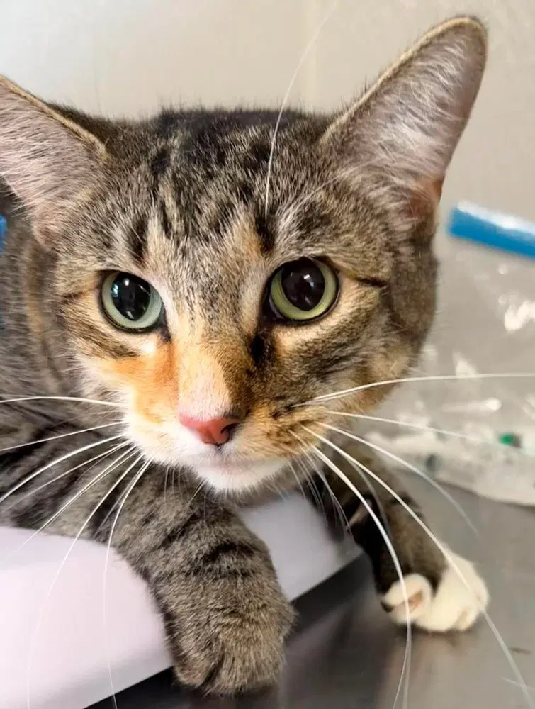 Damask - Domestic Short Hair