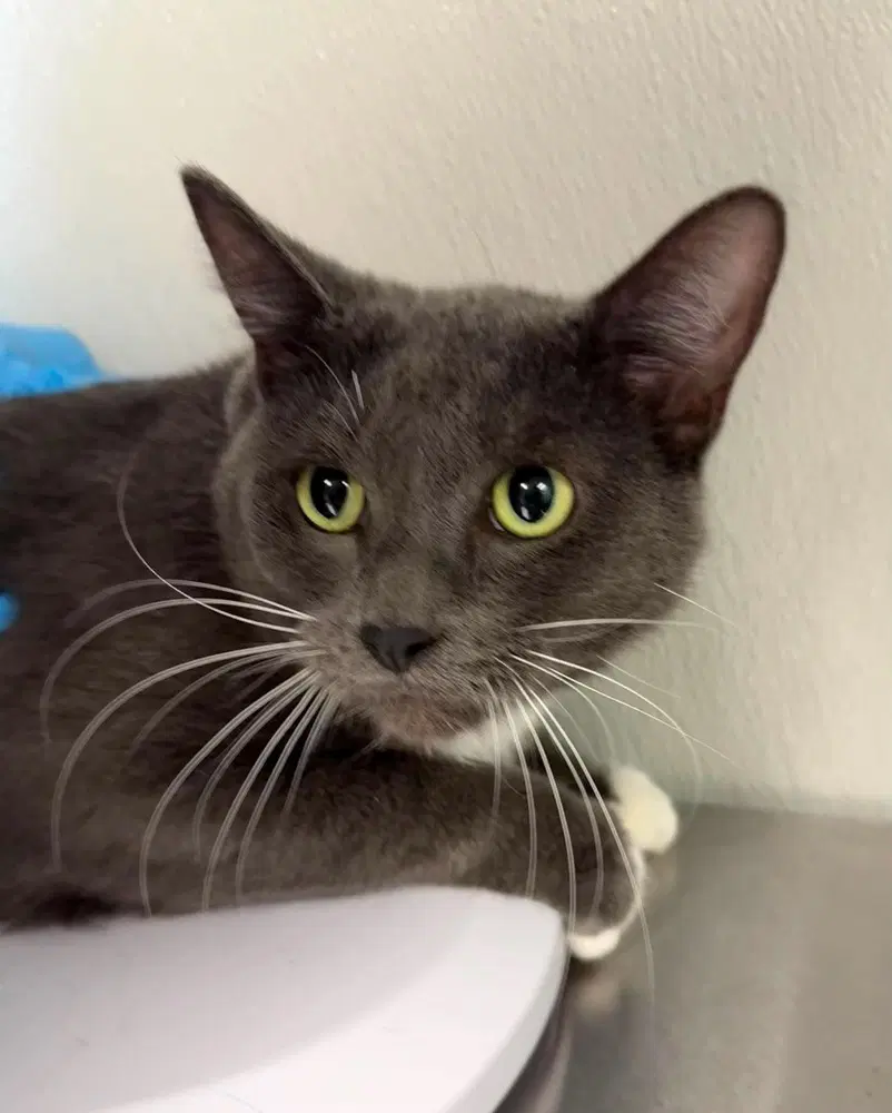 Paisley - Domestic Short Hair