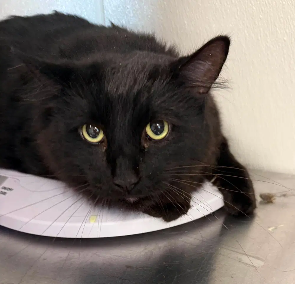 Plaid - Domestic Short Hair