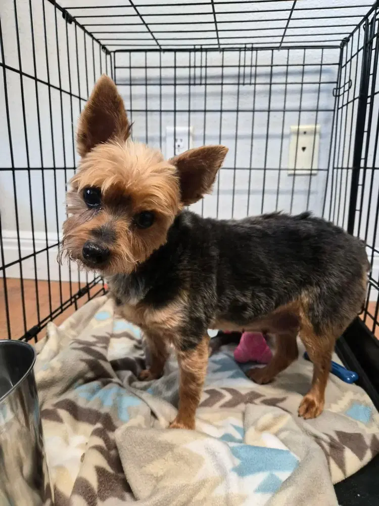 Charlee - Yorkshire Terrier Yorkie