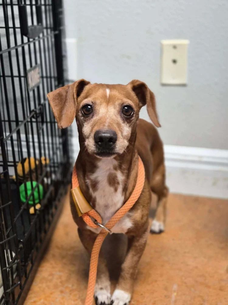 Rudy