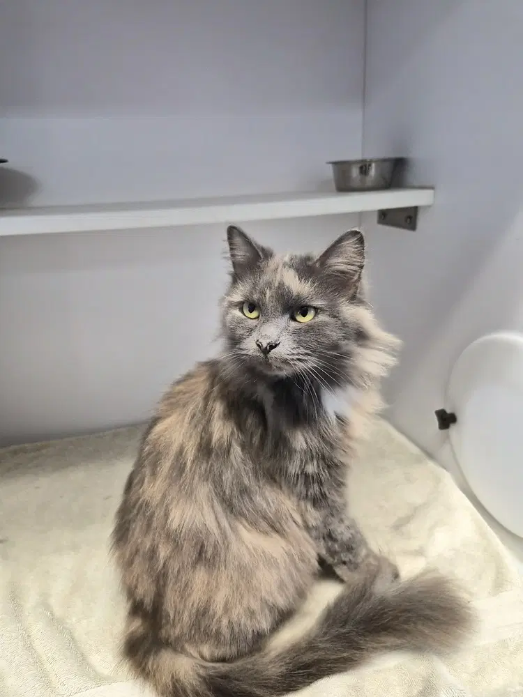 Mammas - Domestic Long Hair