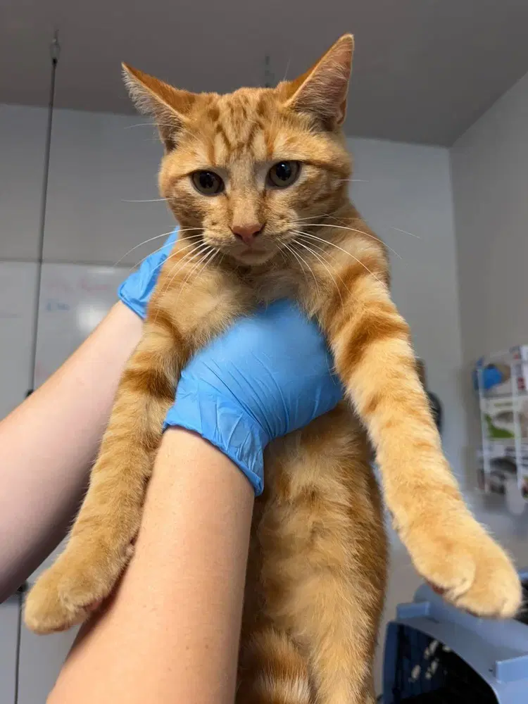 Mung Daal - Domestic Short Hair