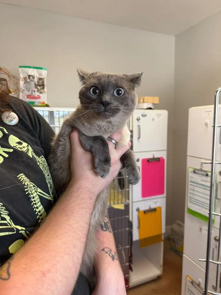 Josie May - Siamese