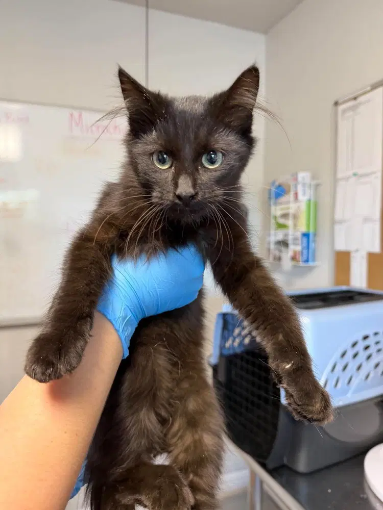 Chowder - Domestic Short Hair