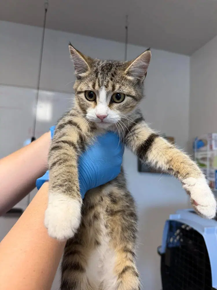 Truffles - Domestic Short Hair