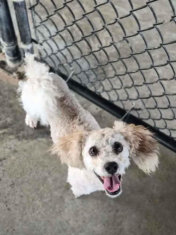 Chip - Poodle (unknown type)