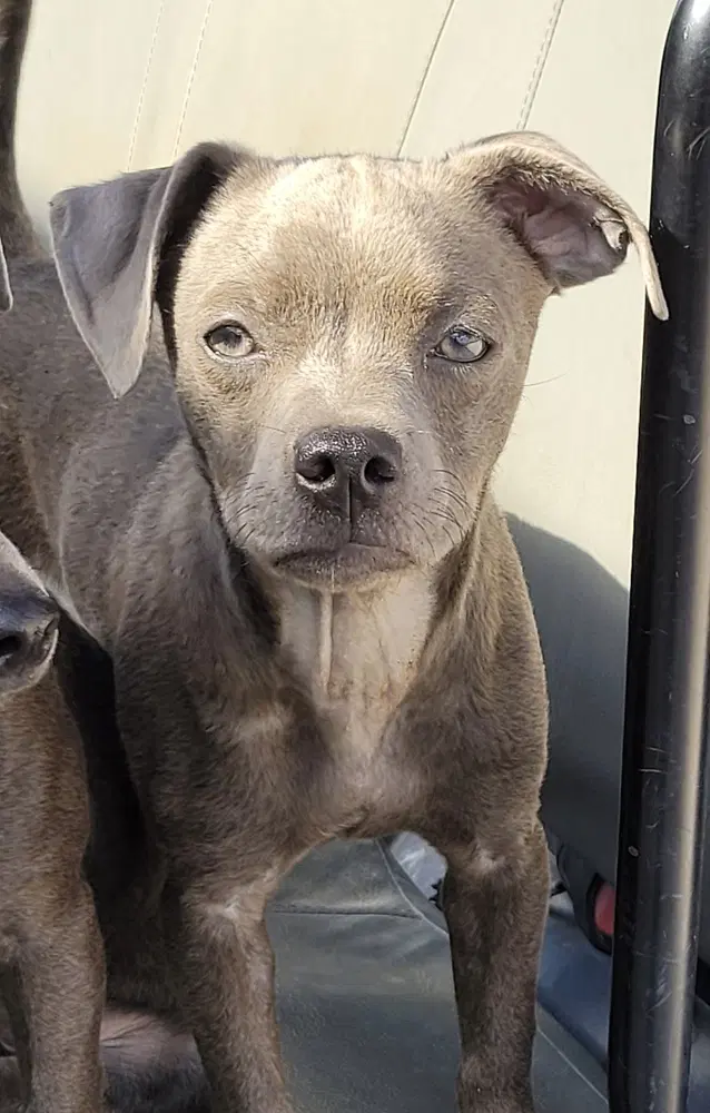 Phantasma - Chihuahua
