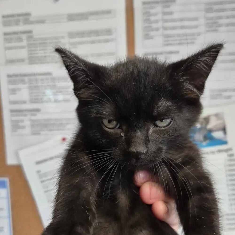 Jigsaw - Domestic Short Hair