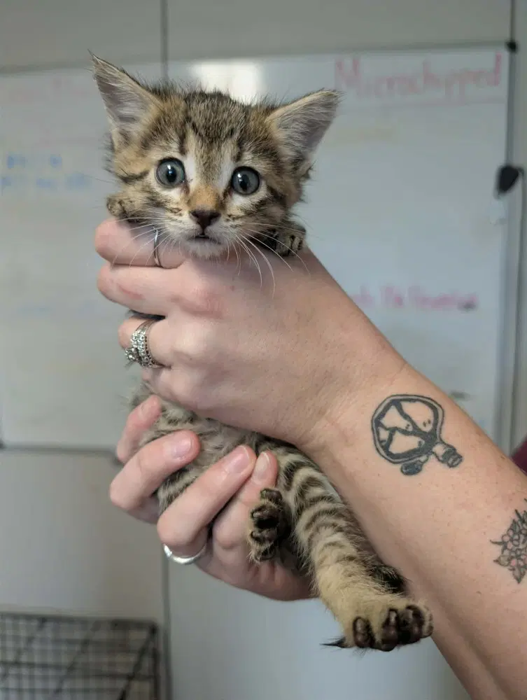 Scooter - Domestic Short Hair
