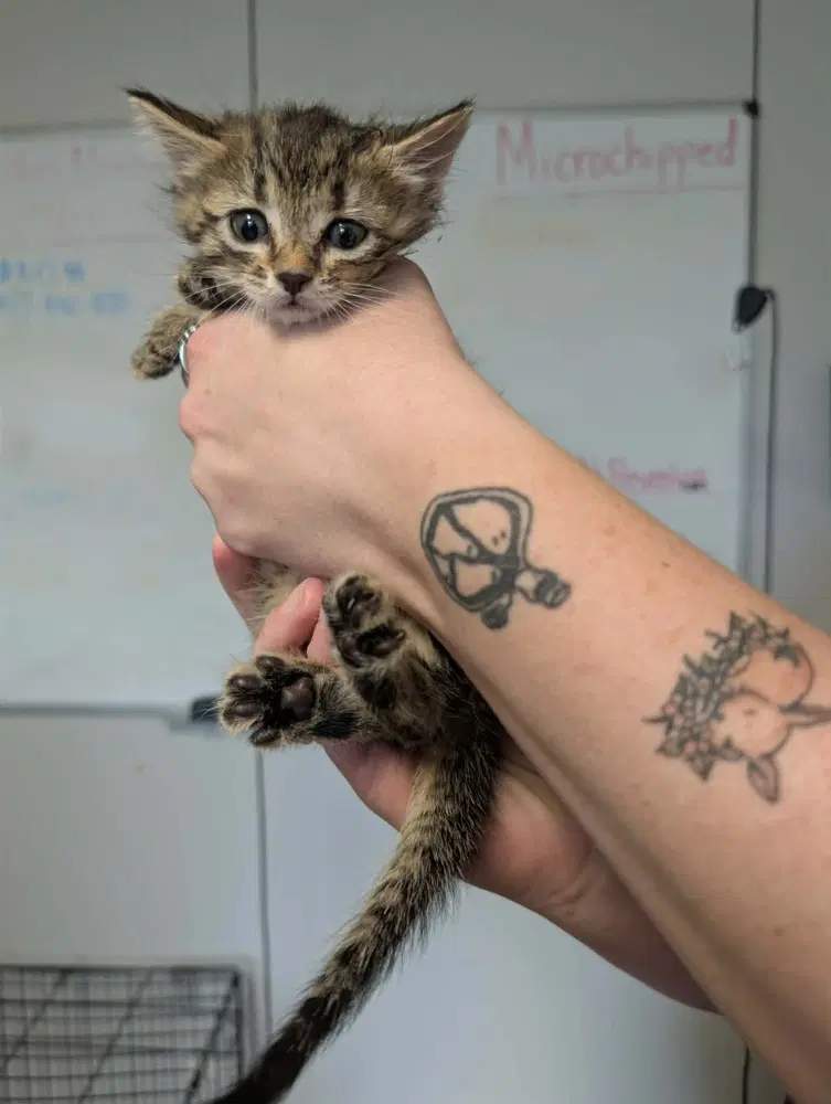 Scissors - Domestic Short Hair